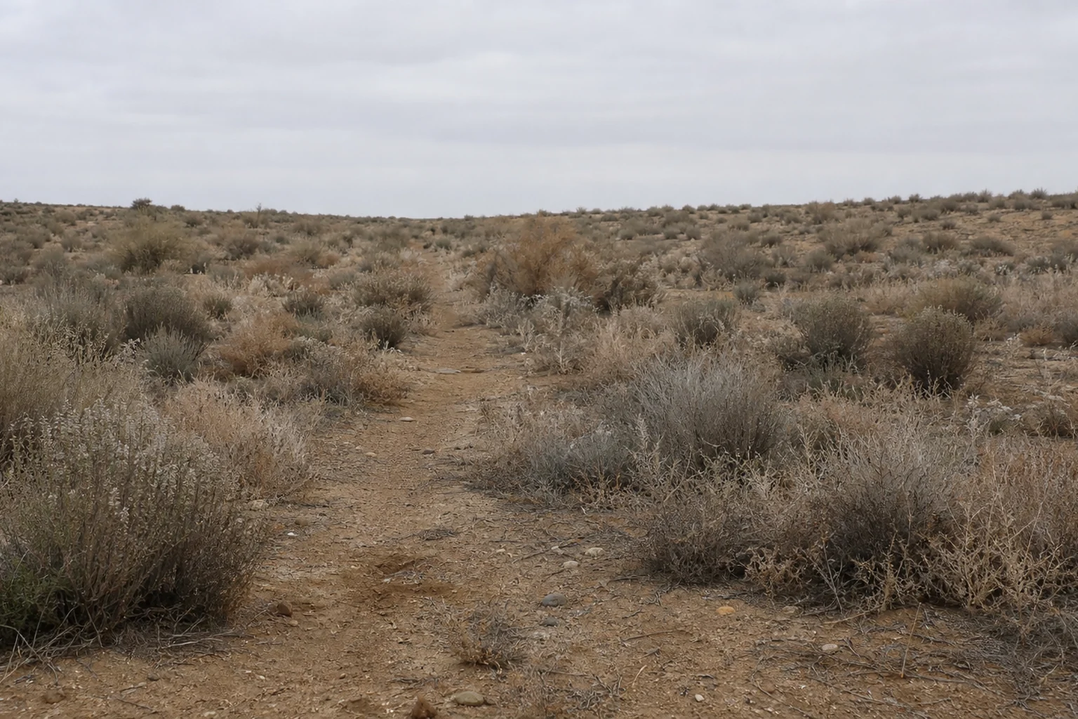 Overgrown unused vacant land beside an unmaintained dirt track